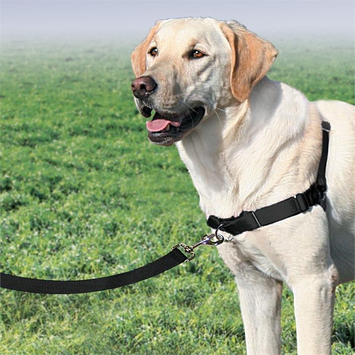 easy walk harness attachment