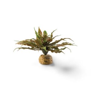 Exo Terra Star Cactus