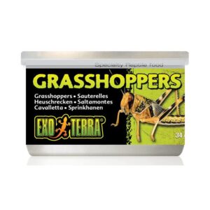 Exo Terra Wild Male Grasshoppers Small