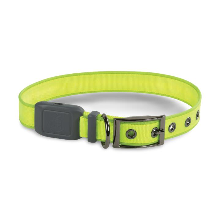 Nitedog Rechargeable Led Collar