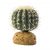 Exo Terra Barrel Cactus Medium
