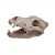 Ipetz Wolf Skull Each