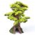 Kazoo Bonsai Plant Small