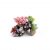 Kazoo Coral With Rock And Plants Small